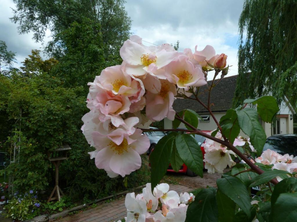 Takeley The Willows Guest House الغرفة الصورة